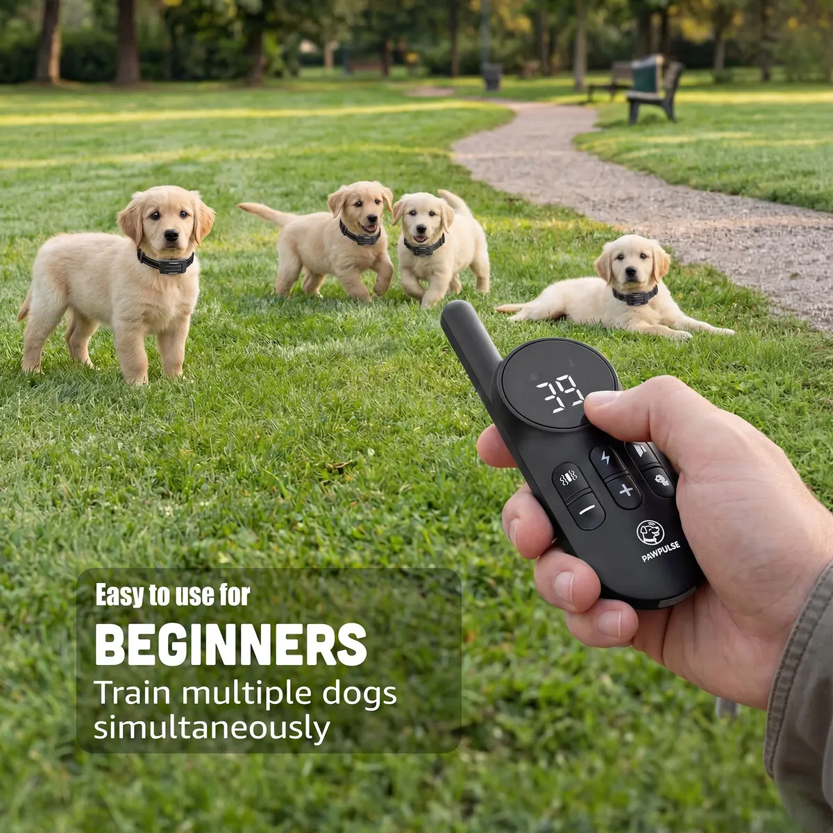 Owner training a group of puppies with the PawPulse remote at the park