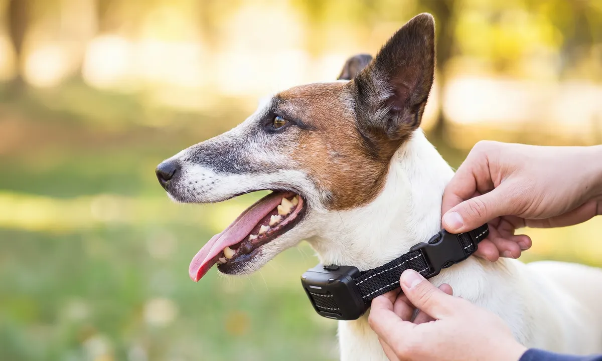 Owner fitting the PawPulse collar snugly on a terrier