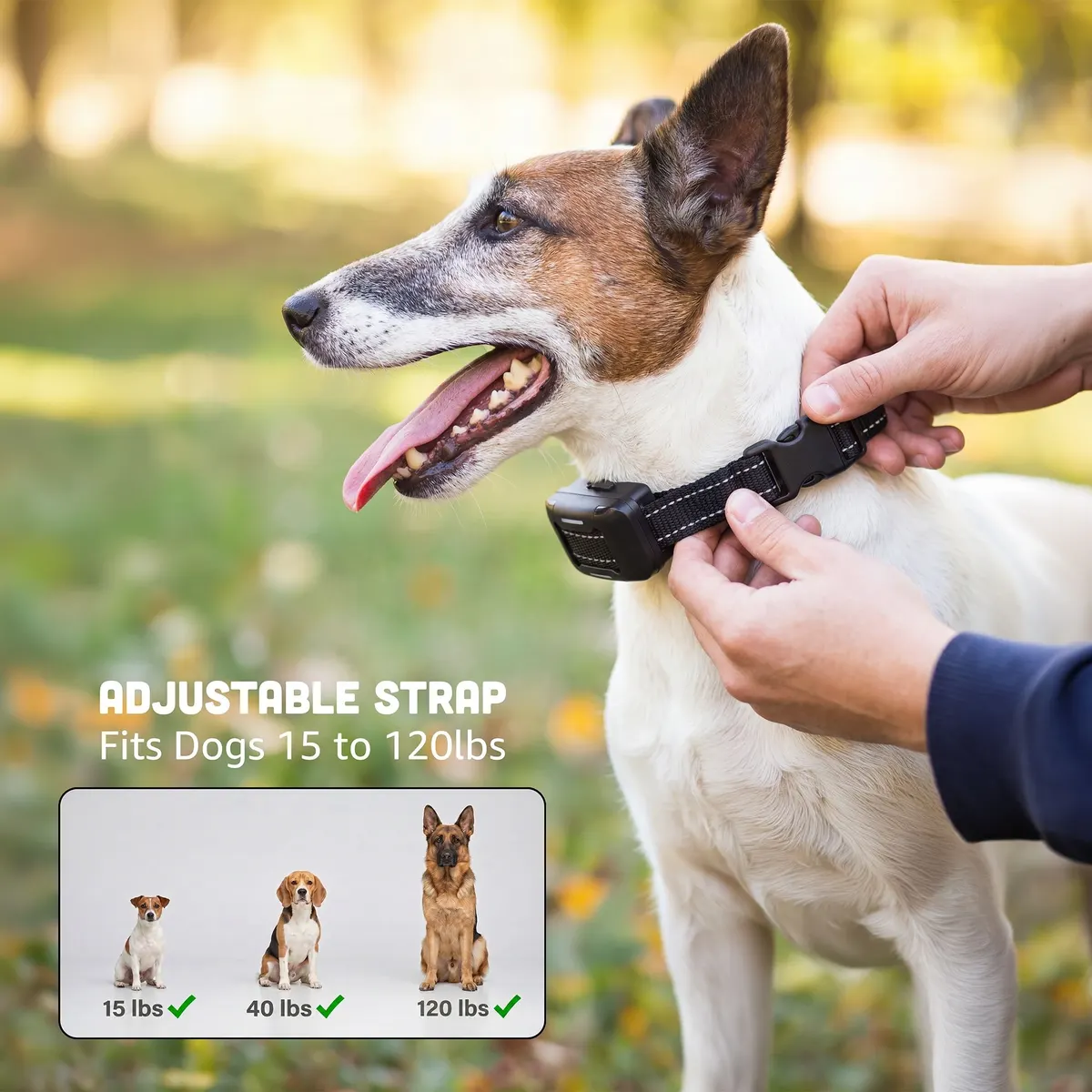 Owner adjusting the PawPulse strap on a terrier, fits dogs 15 to 120 lbs